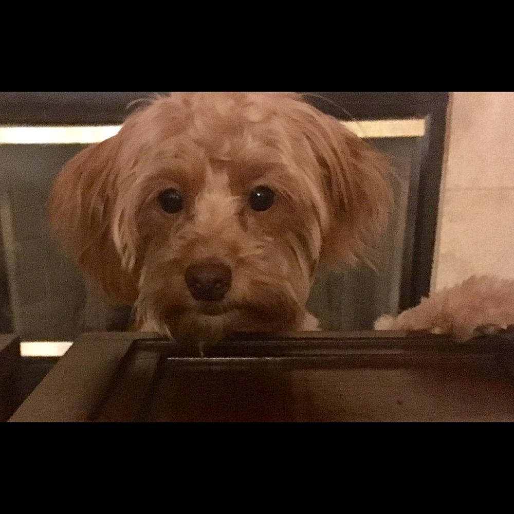 Meet your Posher, Michelle